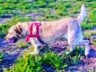Cachorro raça Labrador idade 3 anos nome Kenay