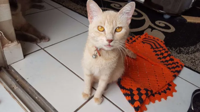 Gato raça SRD idade 2 anos nome MEL