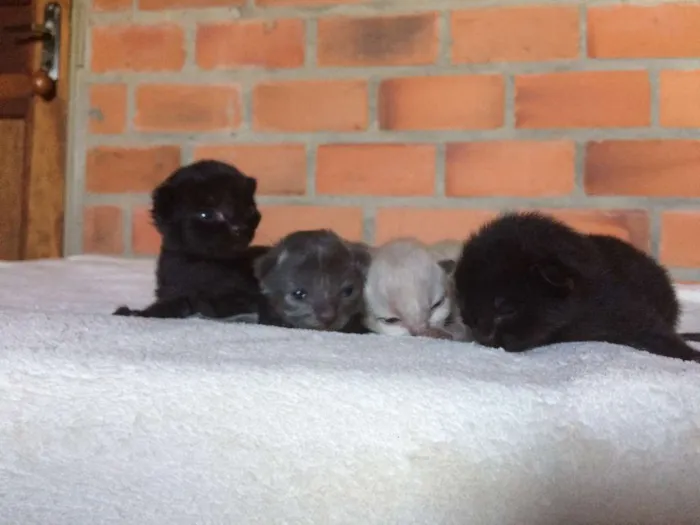 Gato ra a Vira-lata idade Abaixo de 2 meses nome Filhotes