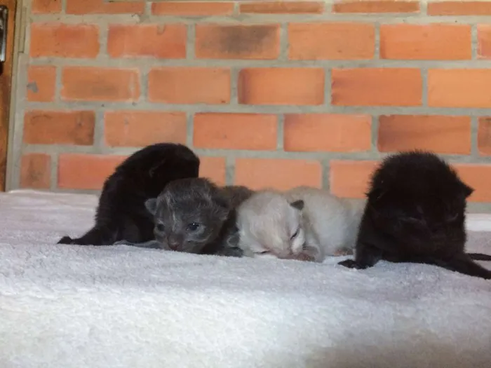Gato ra a Vira-lata idade Abaixo de 2 meses nome Filhotes