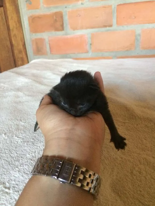 Gato ra a Vira-lata idade Abaixo de 2 meses nome Filhotes