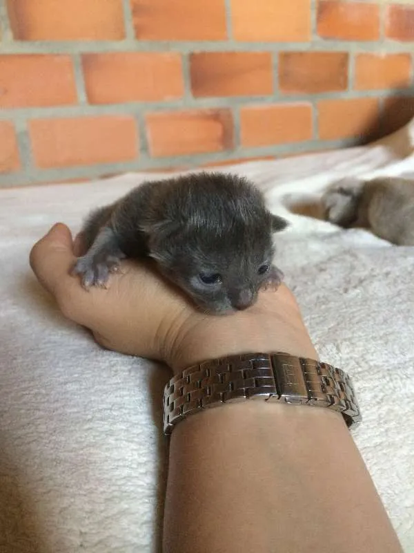 Gato ra a Vira-lata idade Abaixo de 2 meses nome Filhotes