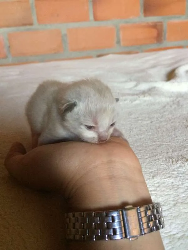Gato ra a Vira-lata idade Abaixo de 2 meses nome Filhotes