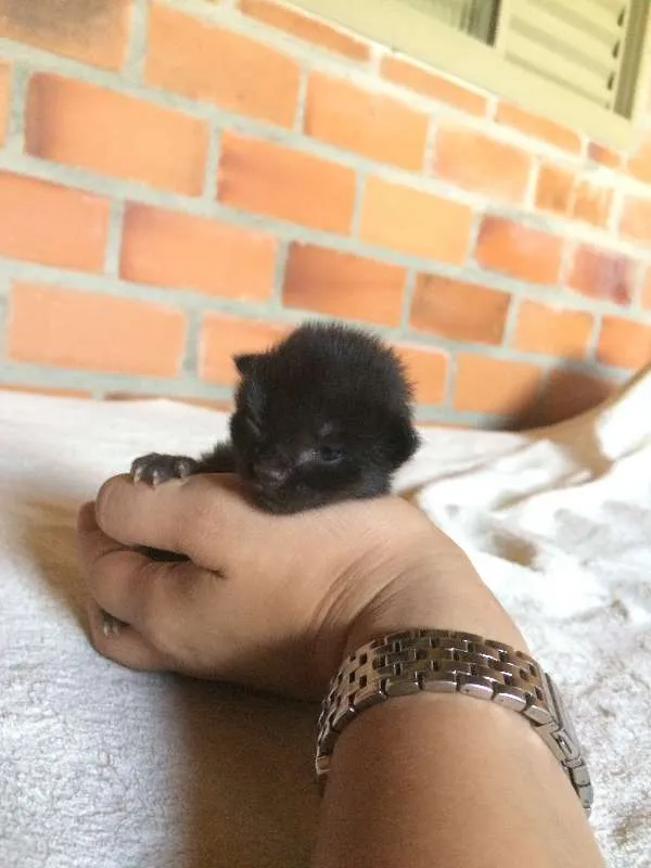 Gato ra a Vira-lata idade Abaixo de 2 meses nome Filhotes