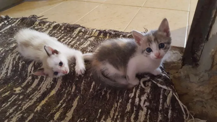 Gato ra a Sem Raça idade 2 a 6 meses nome Sem Nome