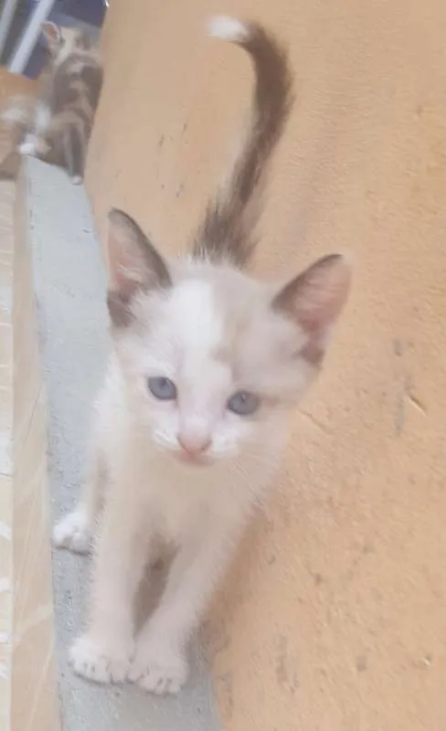 Gato ra a Sem Raça idade 2 a 6 meses nome Sem Nome