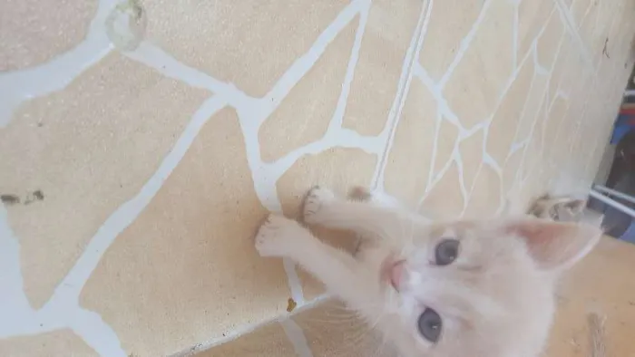 Gato ra a Sem Raça idade 2 a 6 meses nome Sem Nome