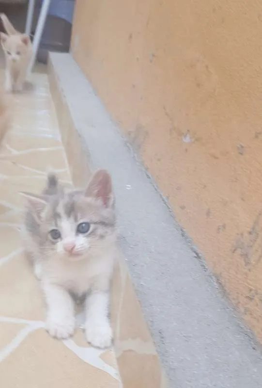 Gato ra a Sem Raça idade 2 a 6 meses nome Sem Nome