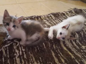 Gato raça Sem Raça idade 2 a 6 meses nome Sem Nome