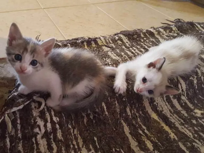 Gato ra a Sem Raça idade 2 a 6 meses nome Sem Nome