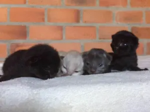 Gato raça Vira-lata idade Abaixo de 2 meses nome Filhotes