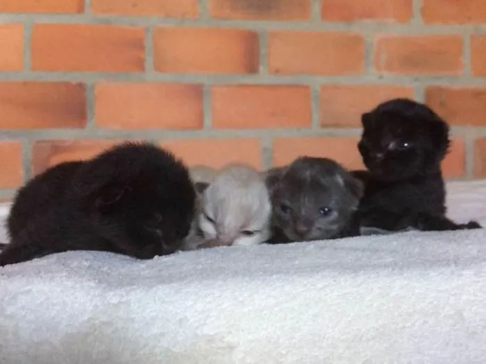 Gato ra a Vira-lata idade Abaixo de 2 meses nome Filhotes