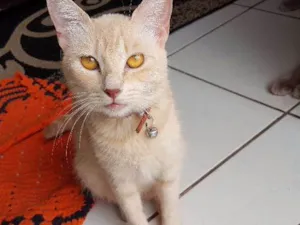 Gato raça SRD idade 2 anos nome MEL