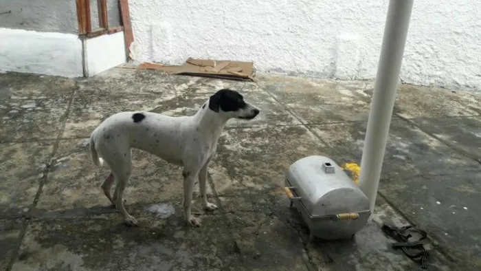 Cachorro raça Dálmata com vira-lata idade 1 ano nome Luna