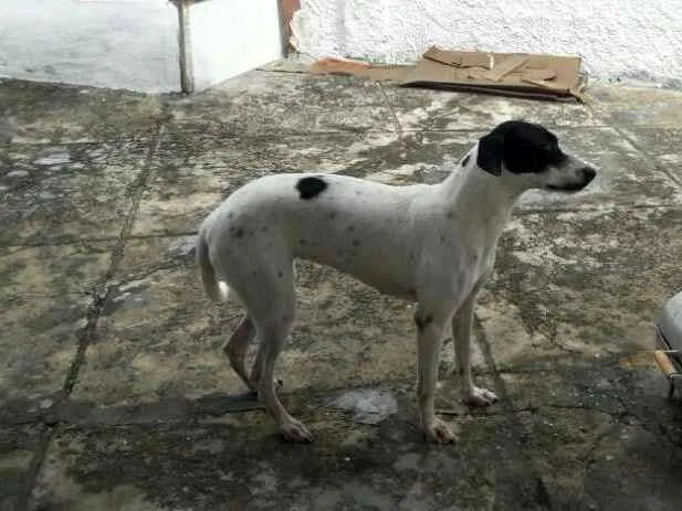Cachorro raça Dálmata com vira-lata idade 1 ano nome Luna