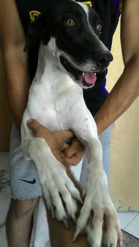 Cachorro raça Dálmata com vira-lata idade 1 ano nome Luna