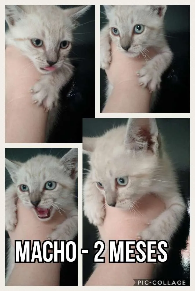 Gato ra a SRD idade 2 a 6 meses nome Tico