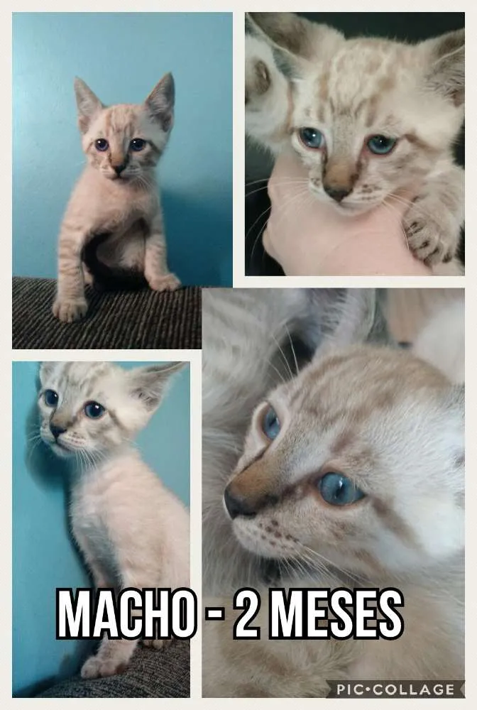 Gato ra a SRD idade 2 a 6 meses nome Teco