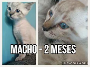 Gato raça SRD idade 2 a 6 meses nome Teco