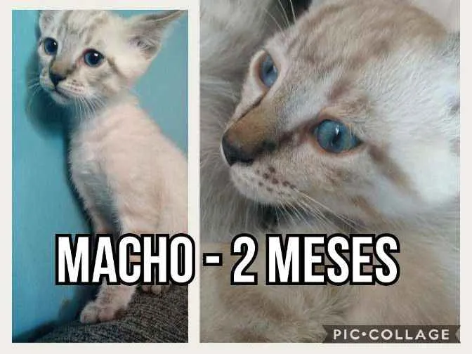Gato ra a SRD idade 2 a 6 meses nome Teco