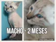 Teco