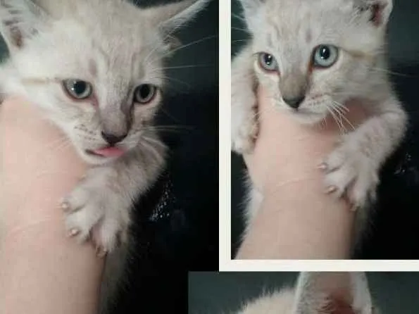 Gato ra a SRD idade 2 a 6 meses nome Tico