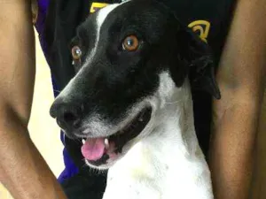 Cachorro raça Dálmata com vira-lata idade 1 ano nome Luna
