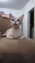 Lana, Jão, bunitinho