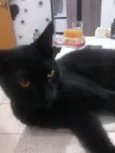 Lana, Jão, bunitinho