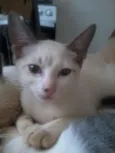 Lana, Jão, bunitinho