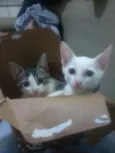 Lana, Jão, bunitinho