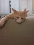 Lana, Jão, bunitinho