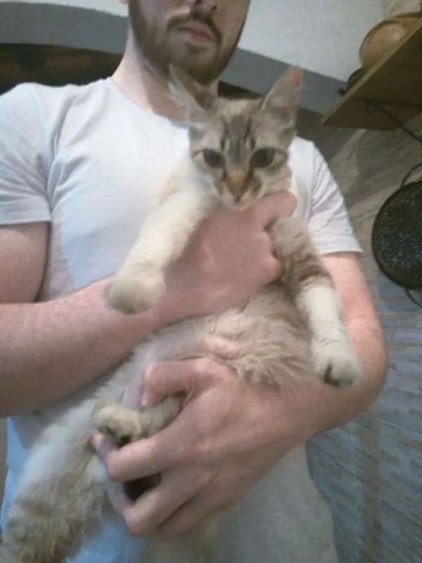 Gato ra a mista com siames idade 7 a 11 meses nome menina