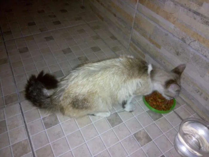 Gato ra a mista com siames idade 7 a 11 meses nome menina