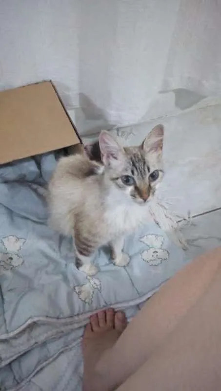 Gato ra a mista com siames idade 7 a 11 meses nome menina
