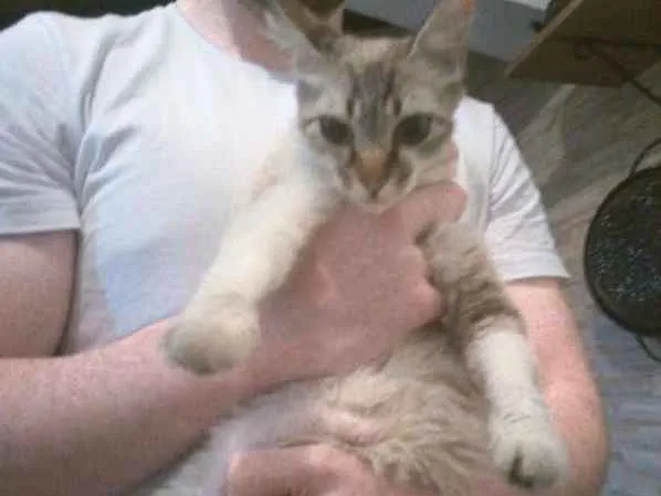 Gato ra a mista com siames idade 7 a 11 meses nome menina