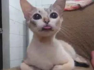 Gato raça não sei a raça idade 7 a 11 meses nome Lana, Jão, bunitinho