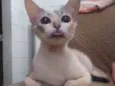 Lana, Jão, bunitinho