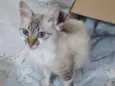 menina