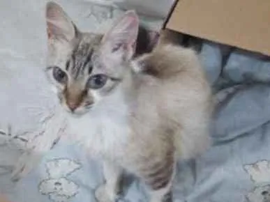 Gato ra a mista com siames idade 7 a 11 meses nome menina