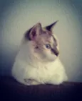 Carmelita
