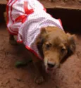 Bombom