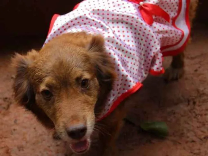 Cachorro ra a sem raça definida idade 1 ano nome Bombom