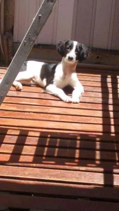 Cachorro ra a poodle com SRD idade 7 a 11 meses nome Bug