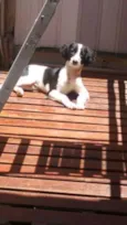 Bug