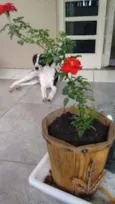 Bug