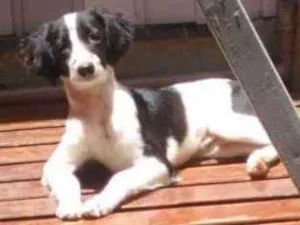 Cachorro raça poodle com SRD idade 7 a 11 meses nome Bug