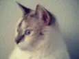 Carmelita