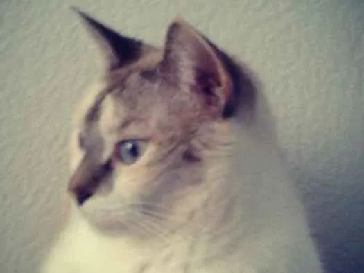 Gato ra a Indefinida idade 2 anos nome Carmelita