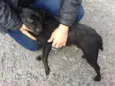 Bel